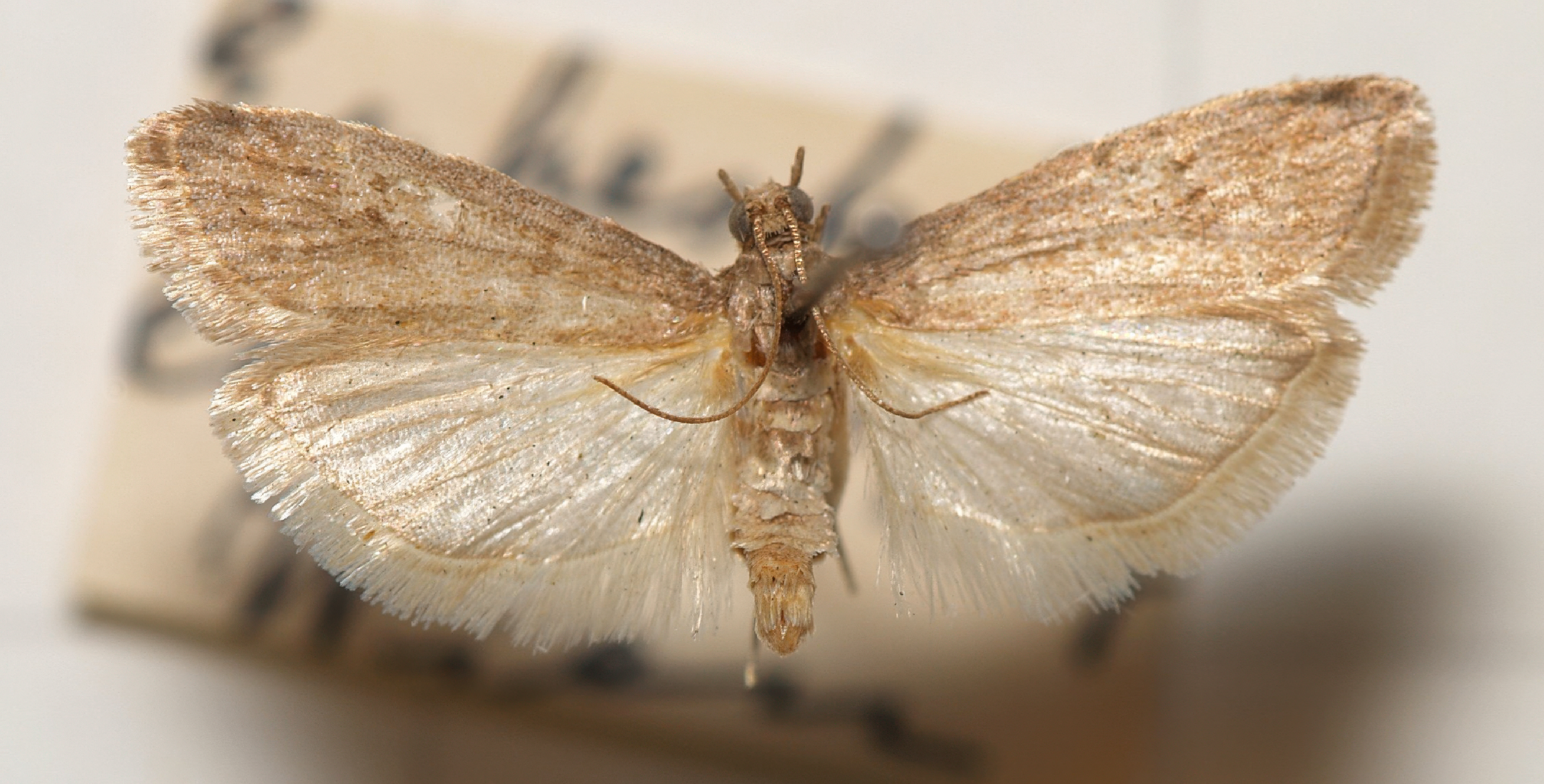 Oak Leafroller Moth Pheromone Trap