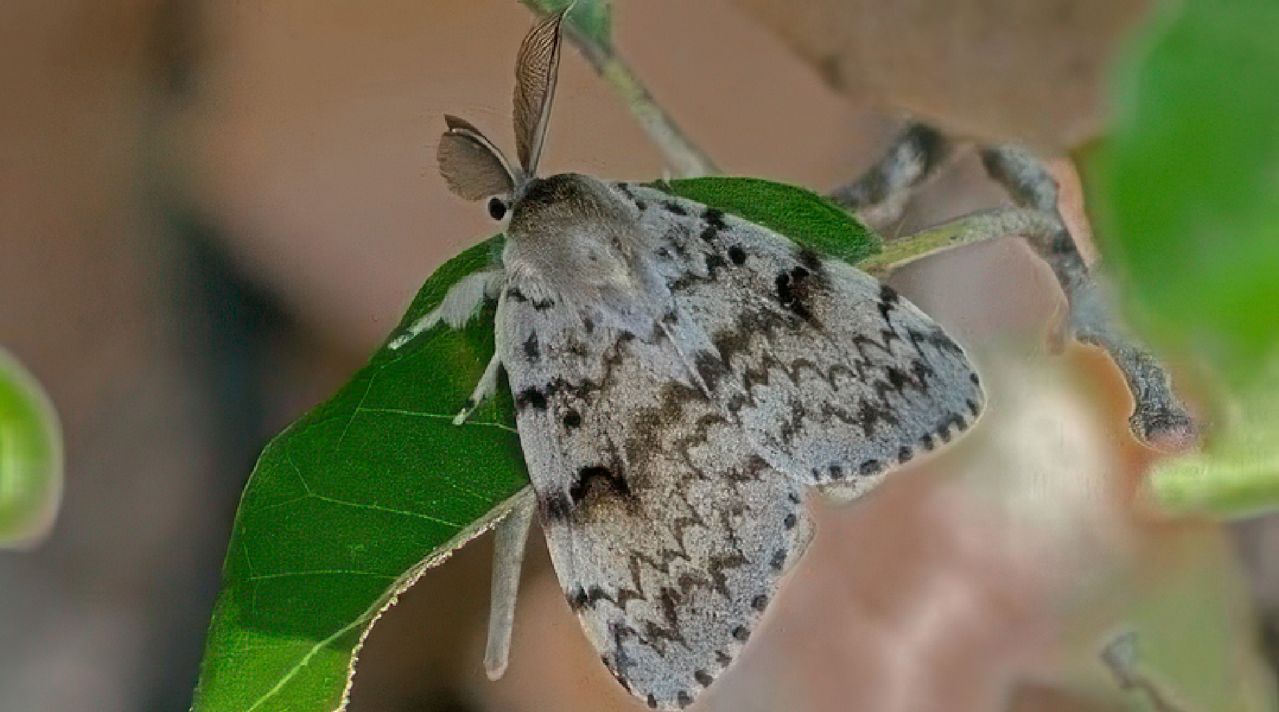 Oak Leafroller Moth Pheromone Trap