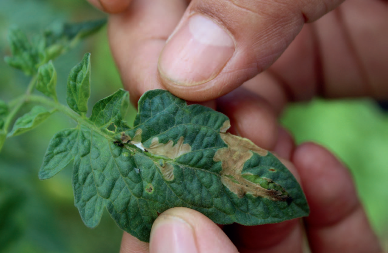 Oak Leafroller Moth Pheromone Trap