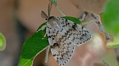 Spongy Moth